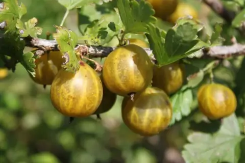 Goldenthorn Grape