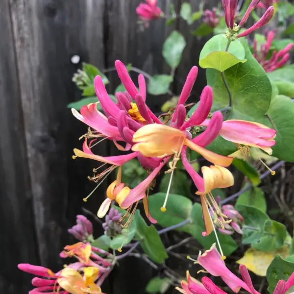 Goldflame Honeysuckle