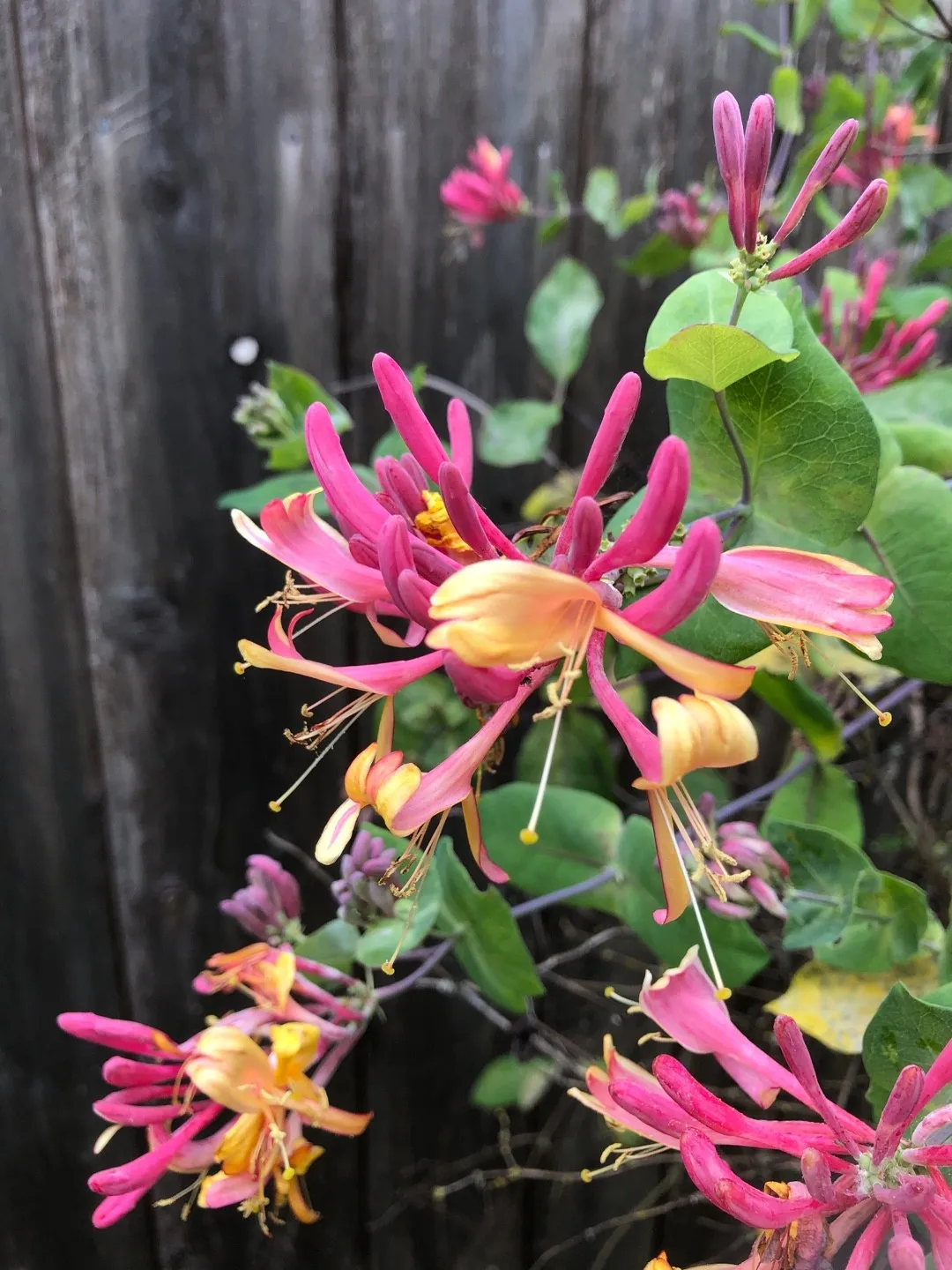 Goldflame Honeysuckle - Image 1