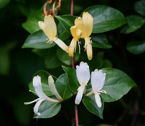 Halliana Japanese Honeysuckle