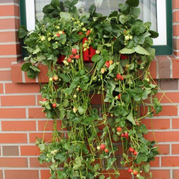 Hanging Strawberry