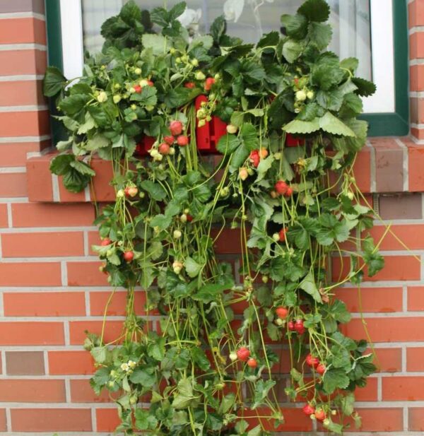 Hanging Strawberry