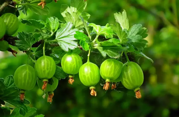 Hawthorn Grape