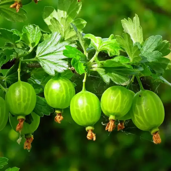 Hawthorn Grape
