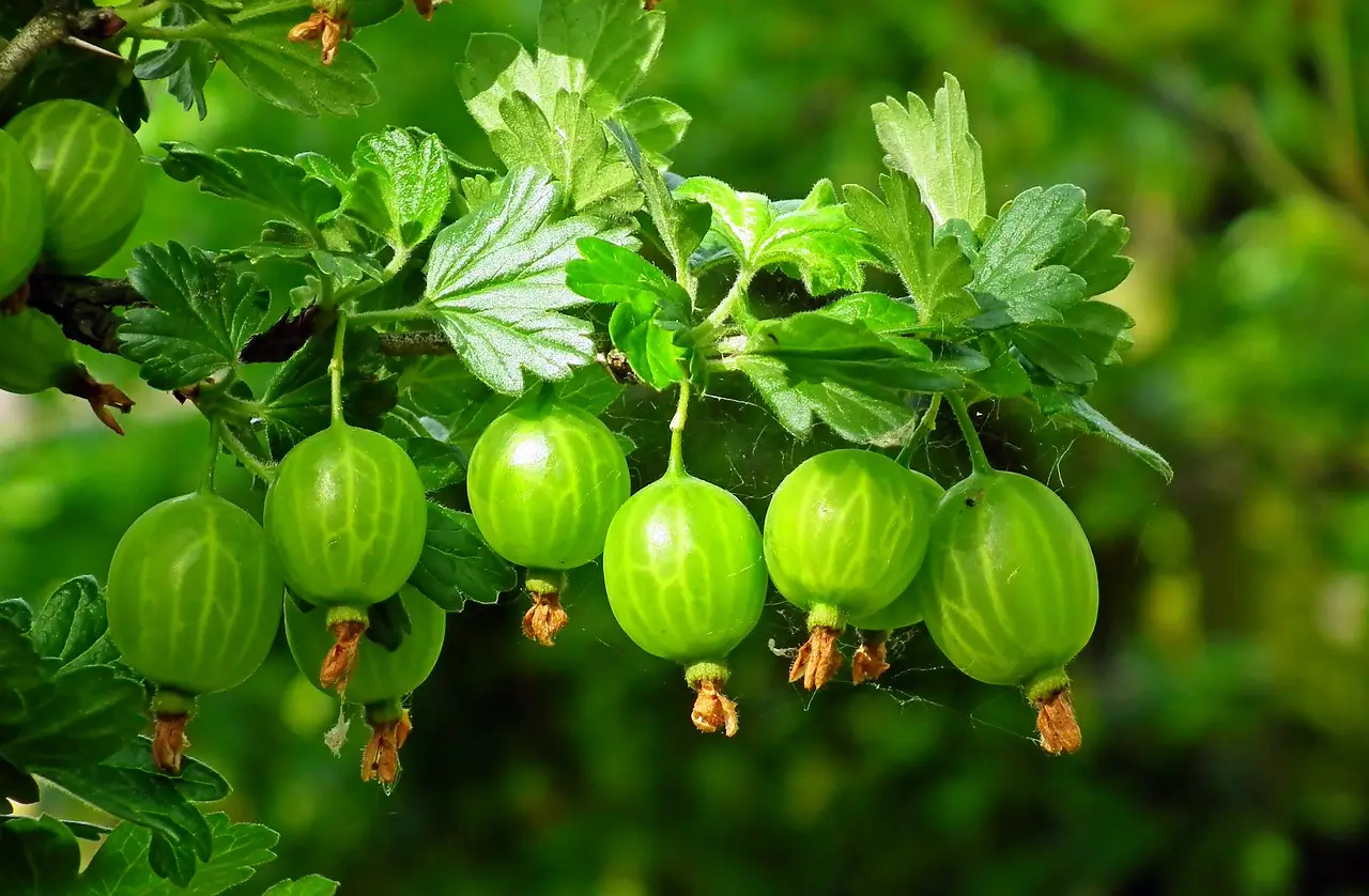 Hawthorn Grape - Image 1