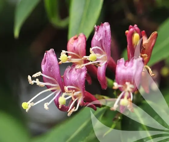 Henryi Honeysuckle