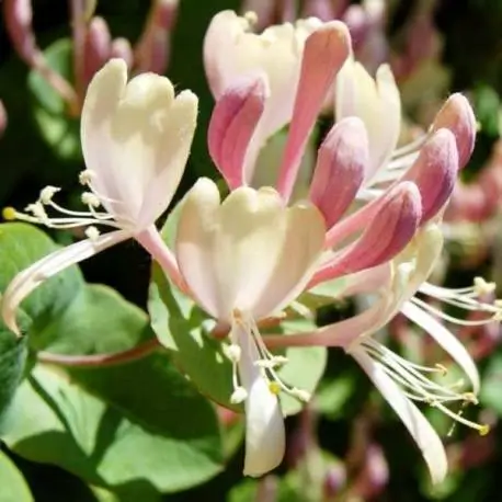 Italian Honeysuckle