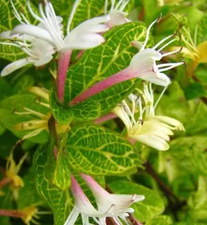 Japanese Honeysuckle Aureoreticulata