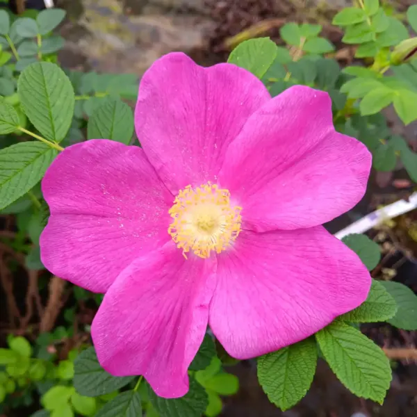 Japanese Rose