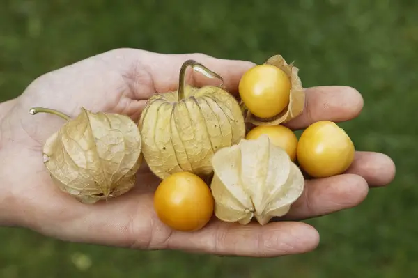 Physalis