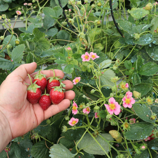Pink Strawberry