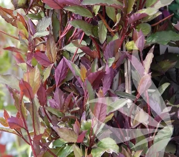 Purple Japanese Honeysuckle