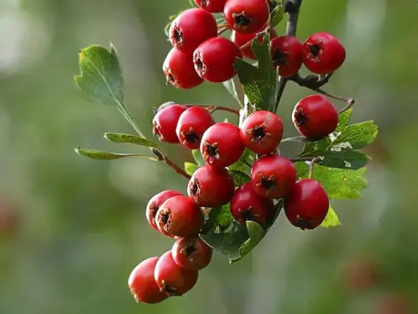 Red Aronia