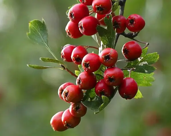 Red Aronia