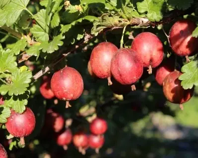 Redthorn Grape