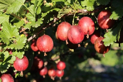 Redthorn Grape