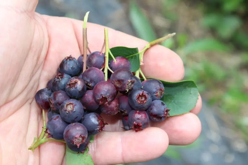 Saskatoon Berries
