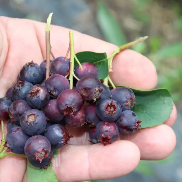 Saskatoon Berries