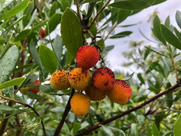 Strawberry Tree
