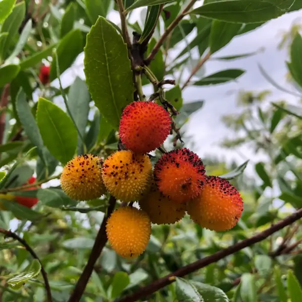 Strawberry Tree