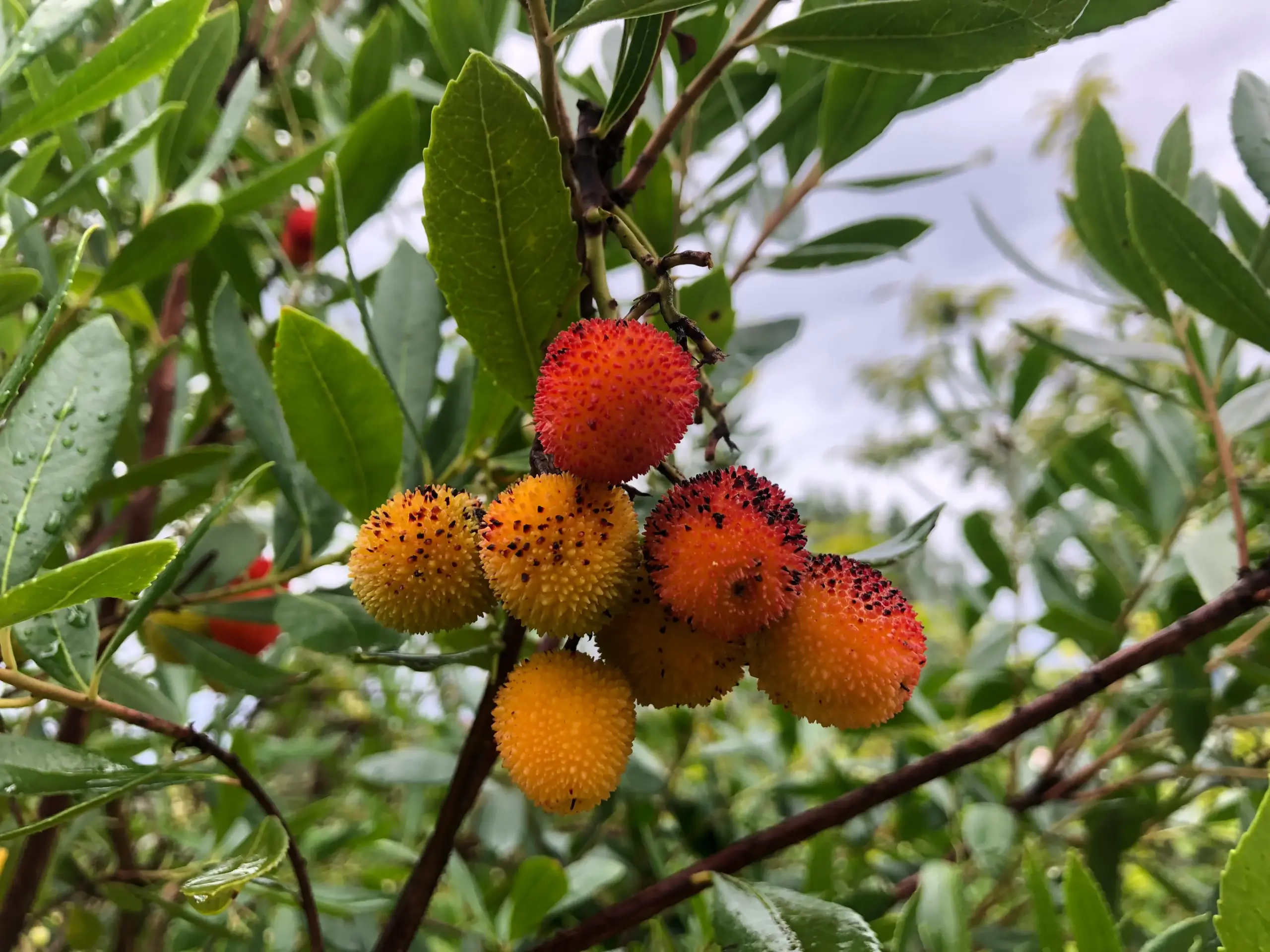 Strawberry Tree - Image 1