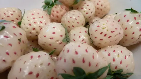 White Strawberry