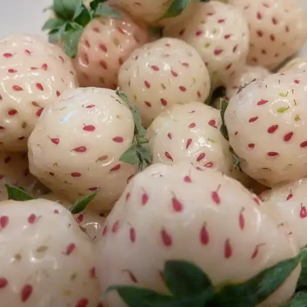 White Strawberry