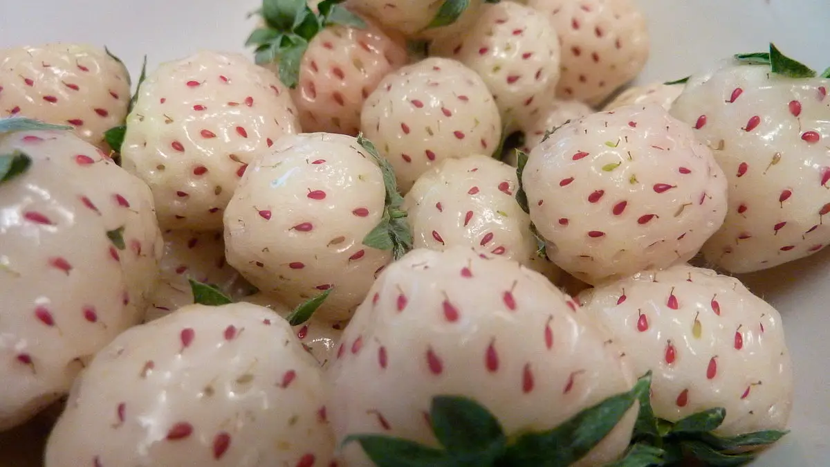 White Strawberry - Image 1