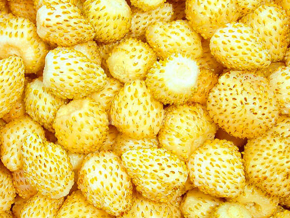 White Wild Strawberry