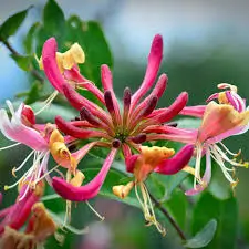 Wild Honeysuckle "Belgium Select"