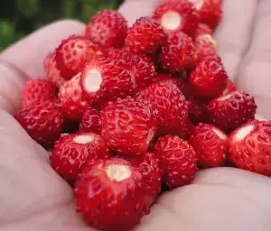 Wild Strawberry