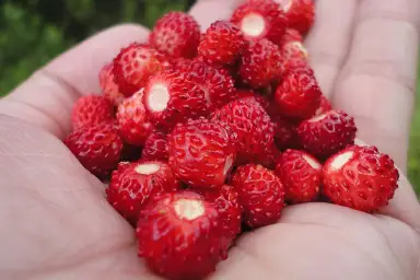 Wild Strawberry
