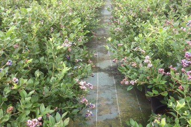 Can blueberries be grown in pots?