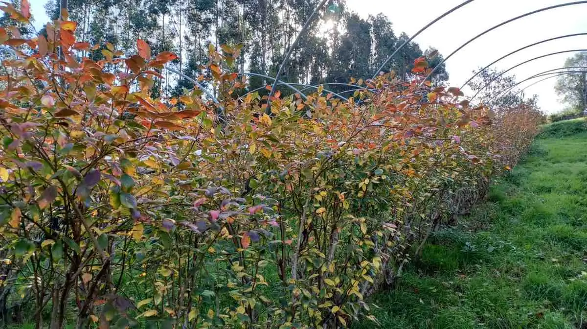 How tall do blueberry plants grow?